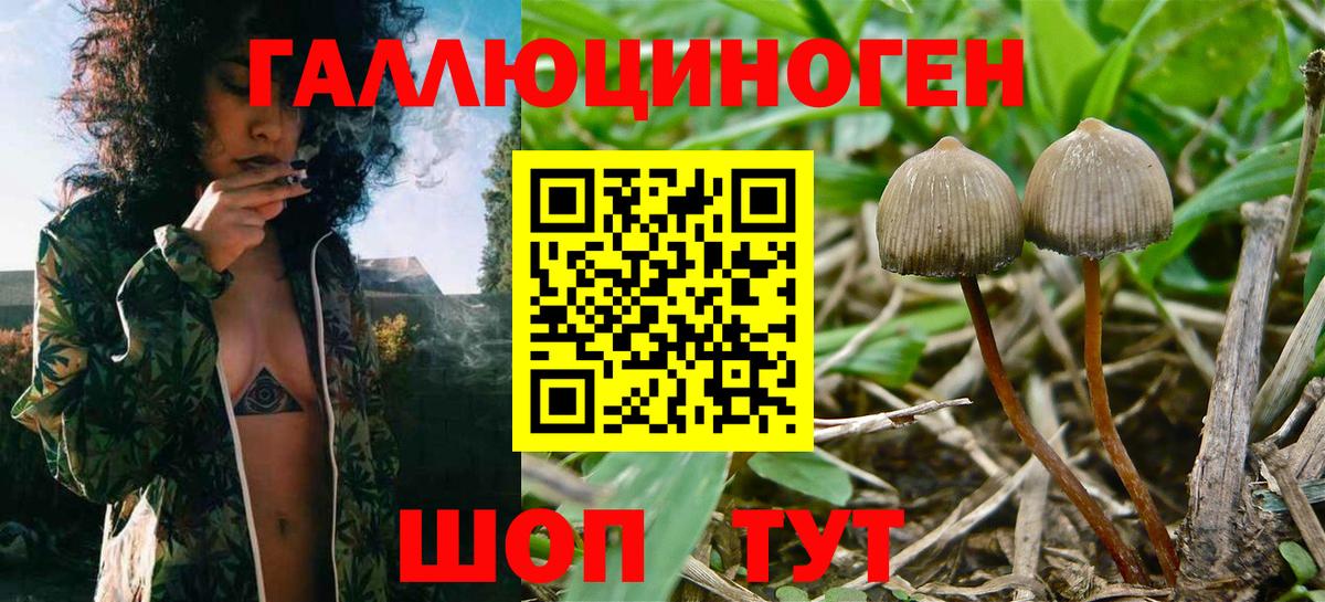 Псилоцибиновые грибы мицелий Коломна